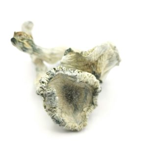 THAI KOH SAMUI Psilocybin Mushrooms 28g