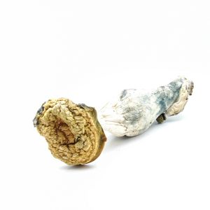 PENIS ENVY Psilocybin Mushrooms 28g