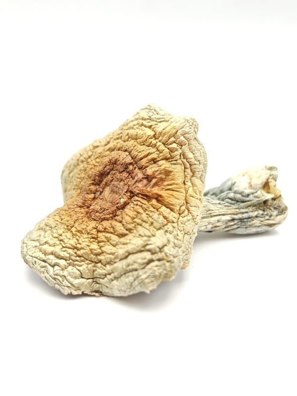 GOLDEN TEACHER Psilocybin Mushrooms 28g