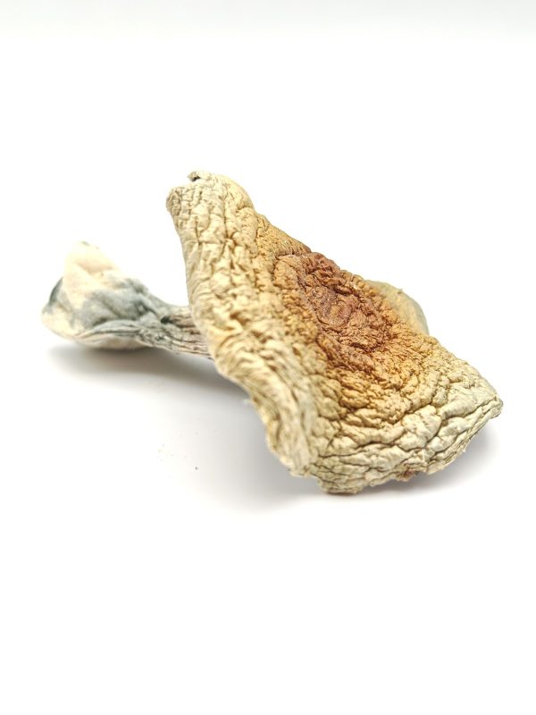 GOLDEN TEACHER Psilocybin Mushrooms 28g - Image 2