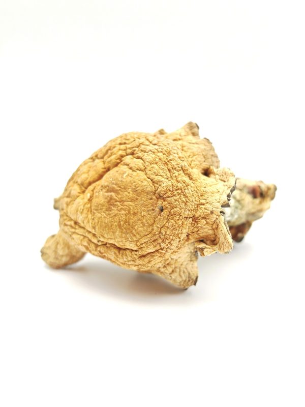 GOLDEN TEACHER Psilocybin Mushrooms 28g - Image 3