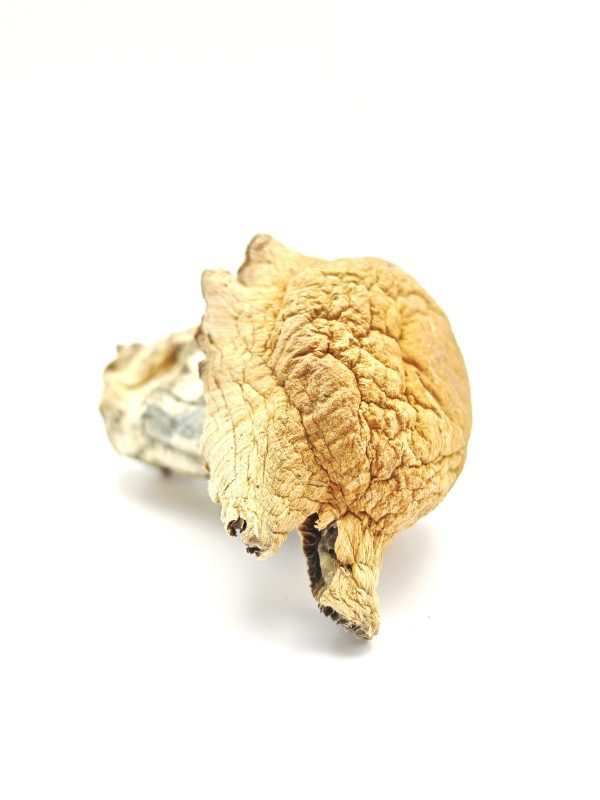 GOLDEN TEACHER Psilocybin Mushrooms 28g - Image 4