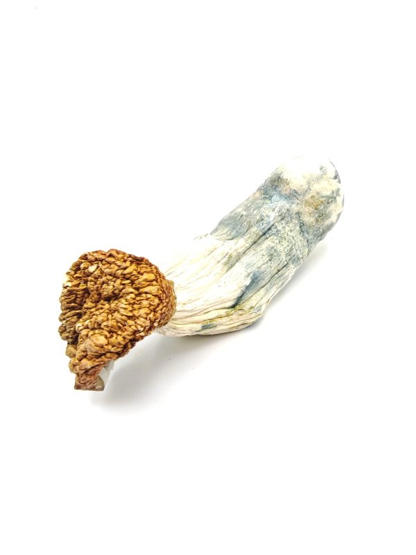 BLUEY VUITTON Psilocybin Mushrooms 28g - Image 3