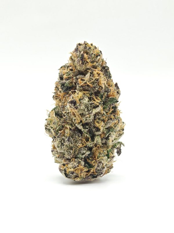 ROSE Indica Hybrid
