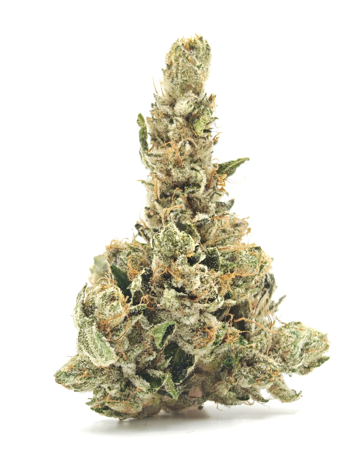 DON MEGA Indica Hybrid - Image 3