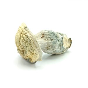 AMAZONIAN Psilocybin Mushrooms 28g